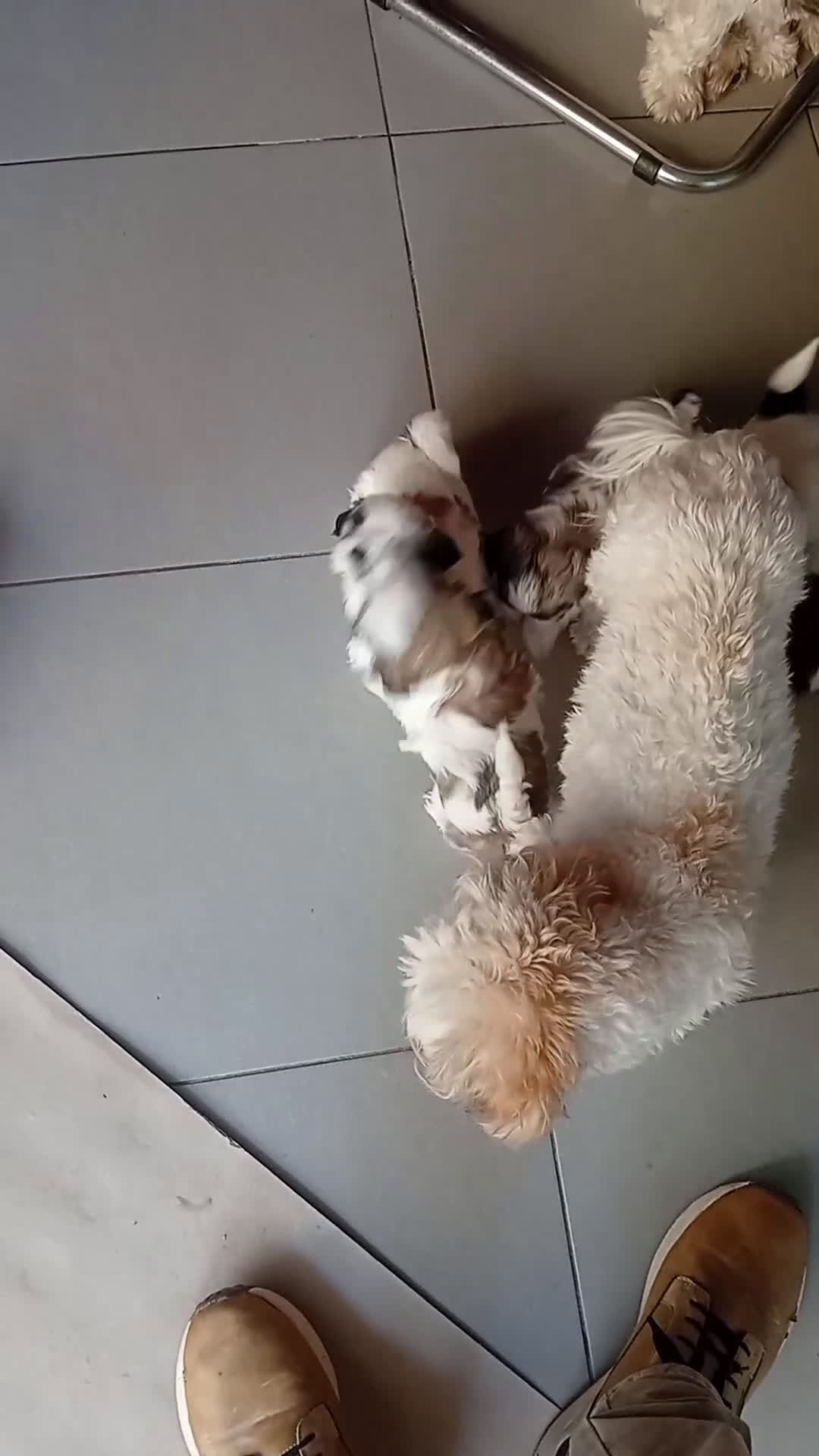 Shih Tzu cani in vendita: Shitzu  - Video 1