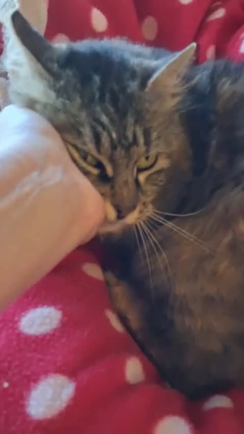 Altre razze gatti in regalo: ABBANDONATA SOTTO LA PIOGGIA. - Video 1