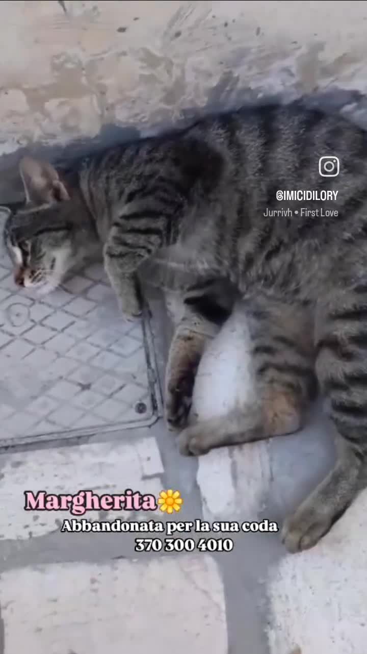 Europeo gatti in regalo: Margherita, 6 mesi, cerca casa - Video 1