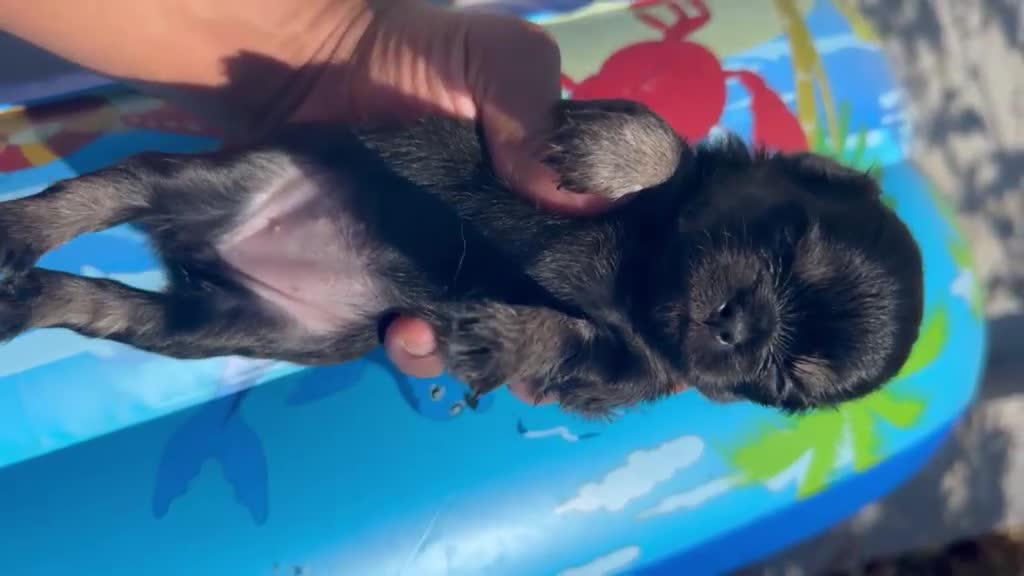 Chihuahua cani in vendita: 2 maschi e 2 femmine a pelo lungo pedigree enci  - Video 1