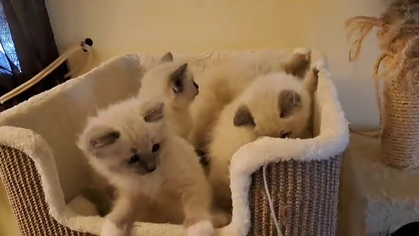 Ragdoll gatti in vendita: Cuccioli ragdoll Lucca  - Video 2
