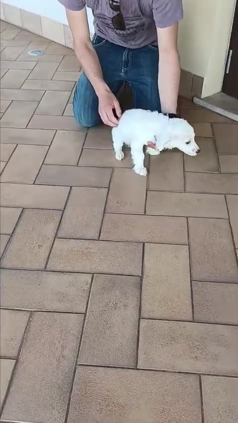 Meticcio cani in regalo: Cucciola di taglia media piccola  - Video 1