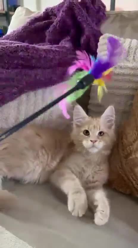 Maine Coon gatti in vendita: Cucciolo Maine Coon a Provincia di Cremona - Video 1