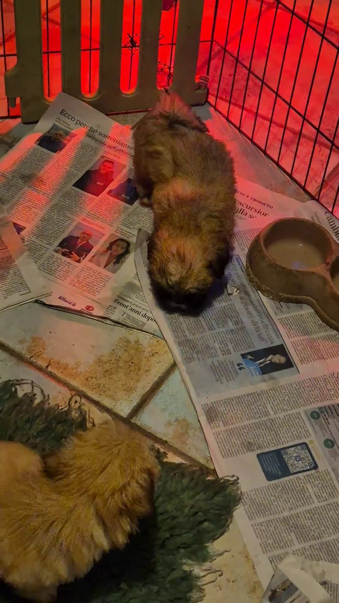 Lhasa Apso cani in vendita: Cuccioli maschi di Lhasa Apso - Video 1