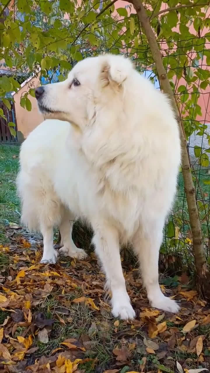 Pastore Maremmano cani in regalo: Buonissimo maremmano sterilizzato  - Video 1