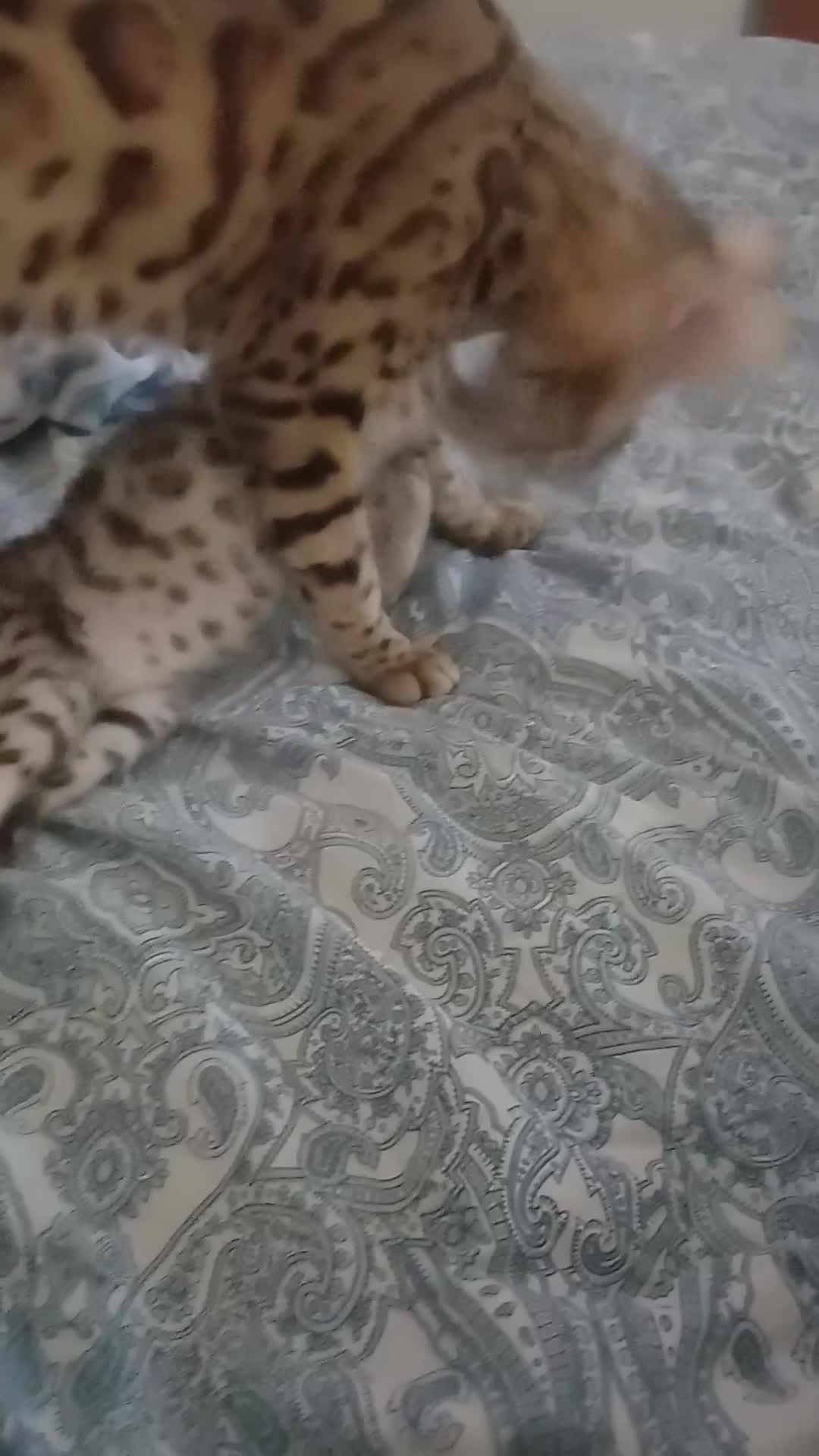 Bengala gatti in vendita: Gatto del Bengala  - Video 2
