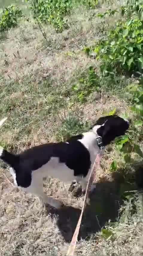 Meticcio cani in regalo: Tommy 12 kg di bontà e simpatia - Video 2