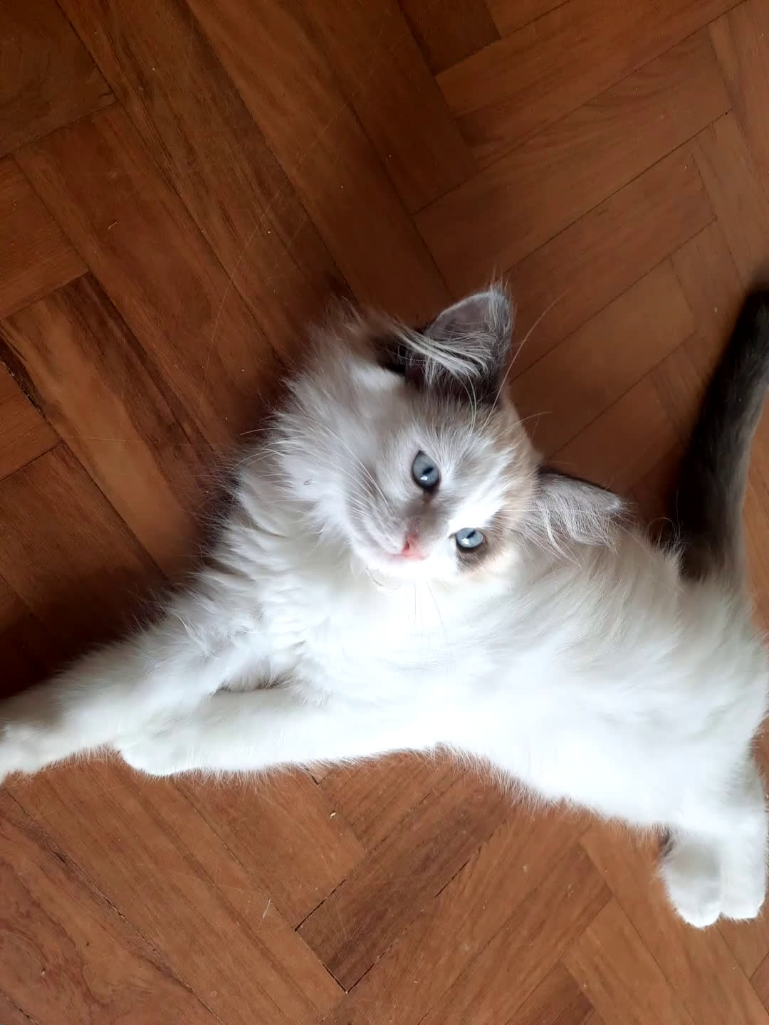 Siberiano gatti in vendita: gattini molto dociliballevati in famiglia a Provincia di Forlì-Cesena - Video 1