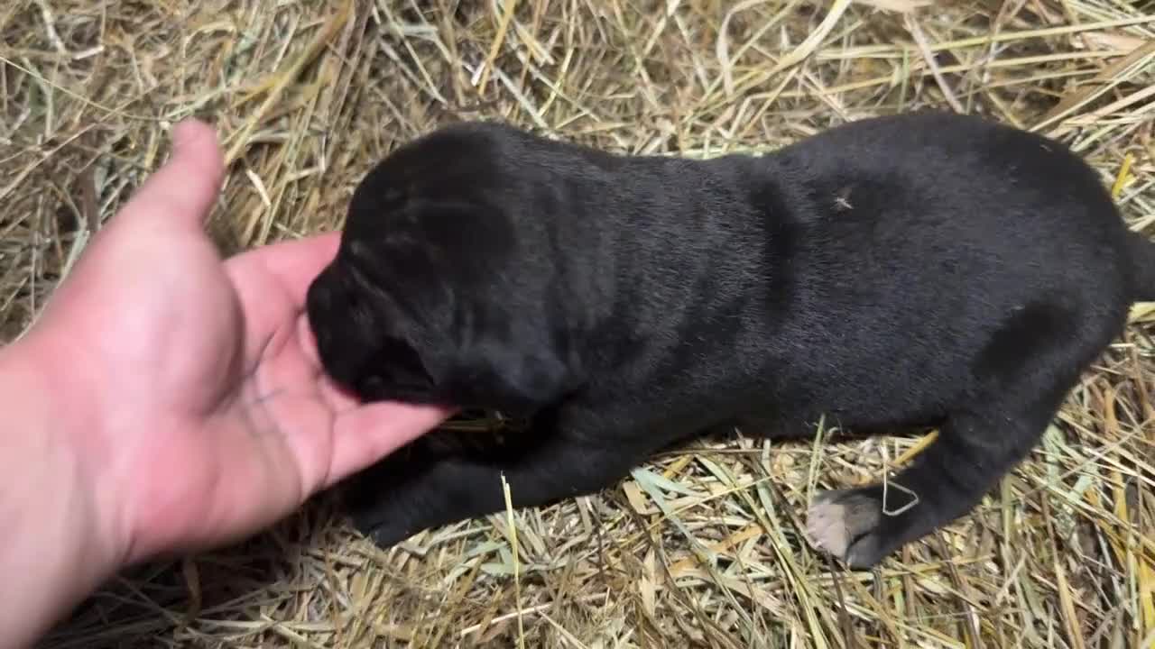Cane Corso cani in vendita: Cuccioli neri di Cane Corso - Video 1