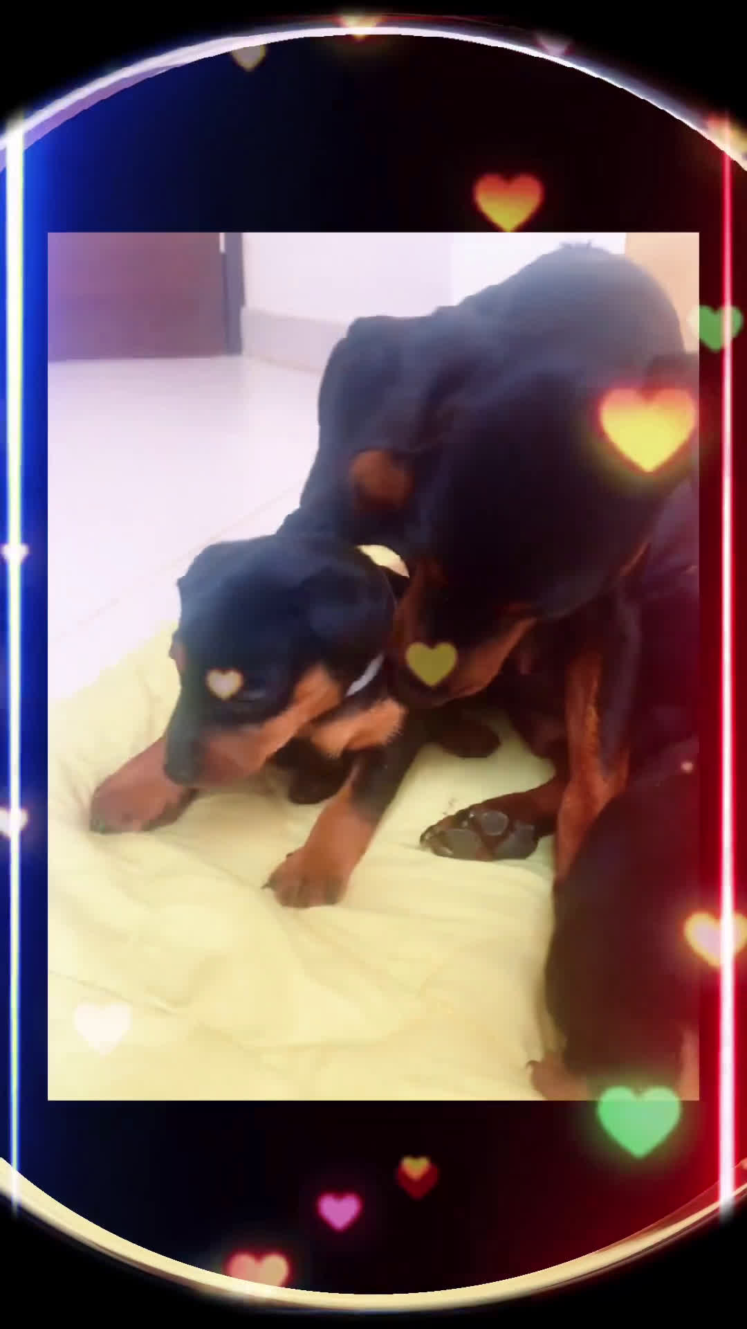 Pinscher Miniatura cani in vendita: Pinscher nano  - Video 2