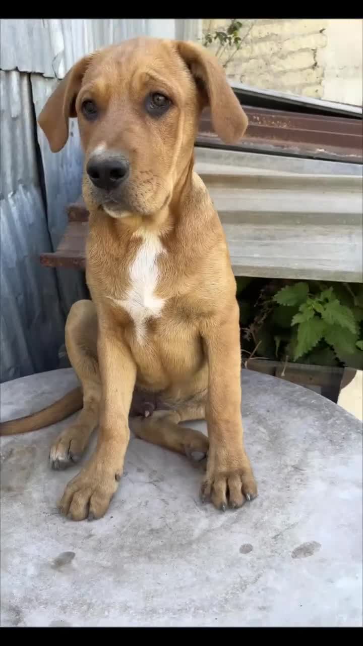 Meticcio cani in regalo: Dilan, incrocio pastore/pitt! (5 mesi)  - Video 1