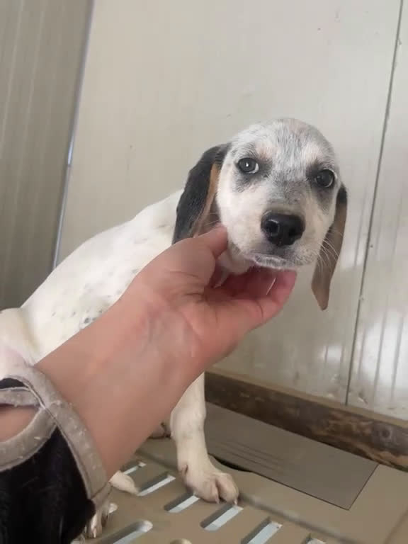 Meticcio cani in regalo: SIRYA ASPETTA TE - Video 1