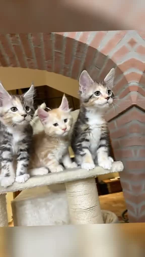 Maine Coon gatti in vendita: maine coon - Video 1