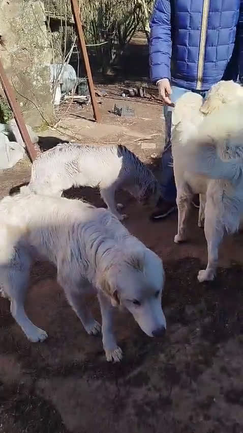 Pastore Maremmano cani in regalo: Splendidi maremmani rischiano il canile - Video 1