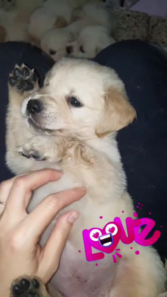 Golden Retriever cani in vendita: Cuccioli di Golden Retriever - Video 2