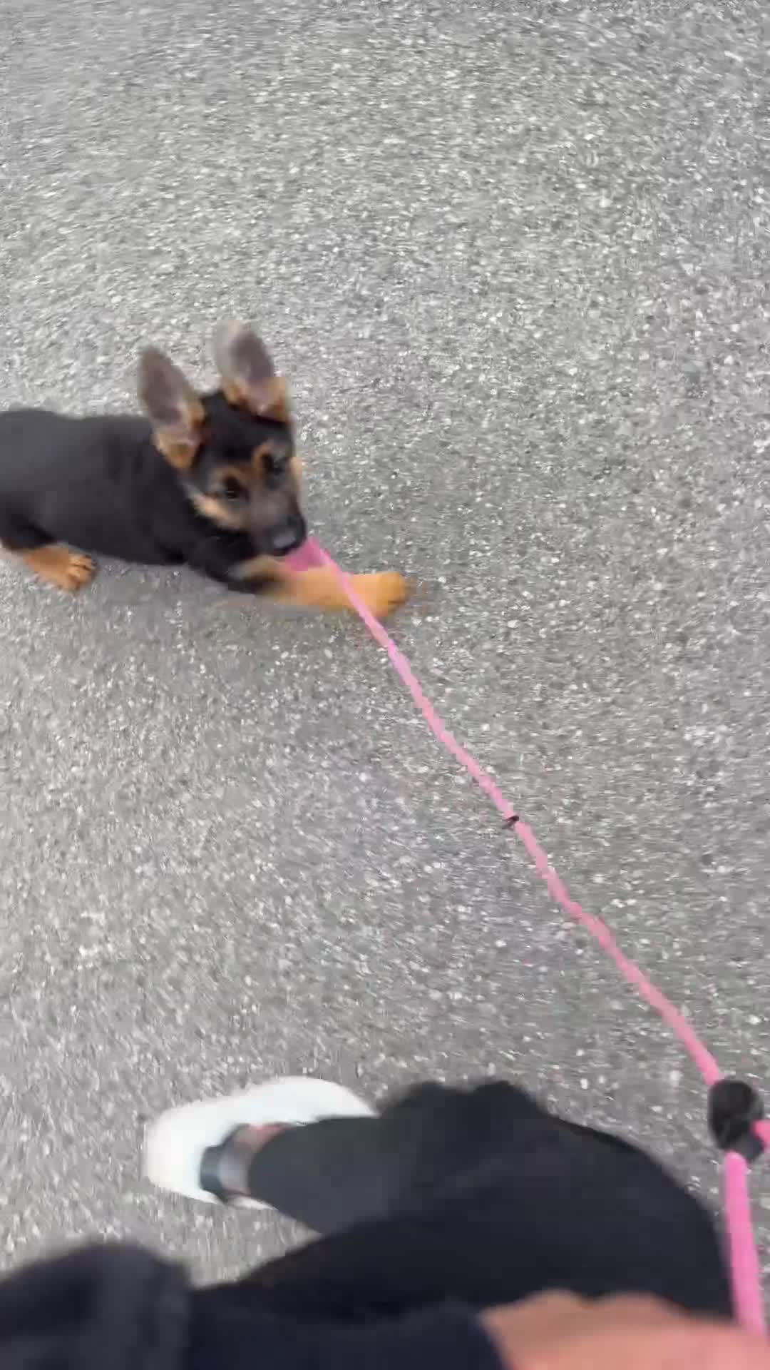 Pastore Tedesco cani in vendita: Cucciola di pastore tedesco  - Video 1