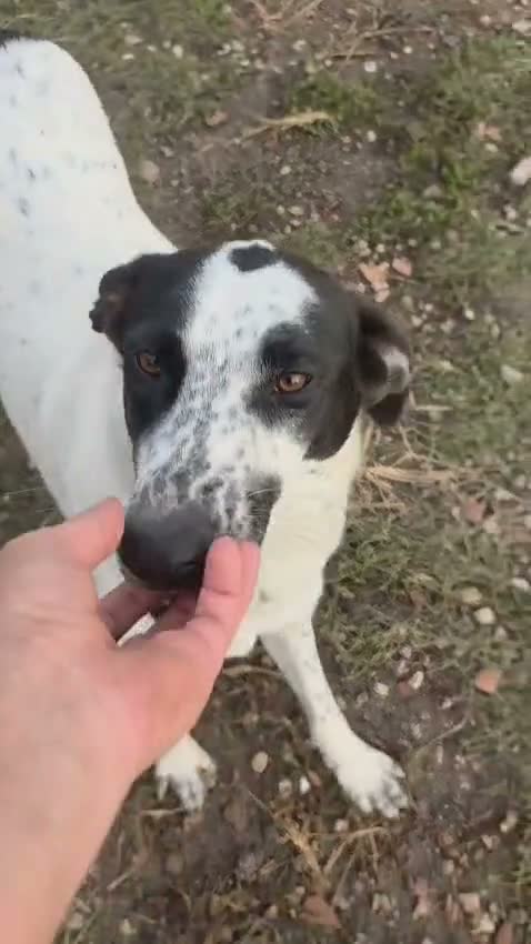 Meticcio cani in regalo: Jessica: cucciolona taglia media socievole  - Video 1