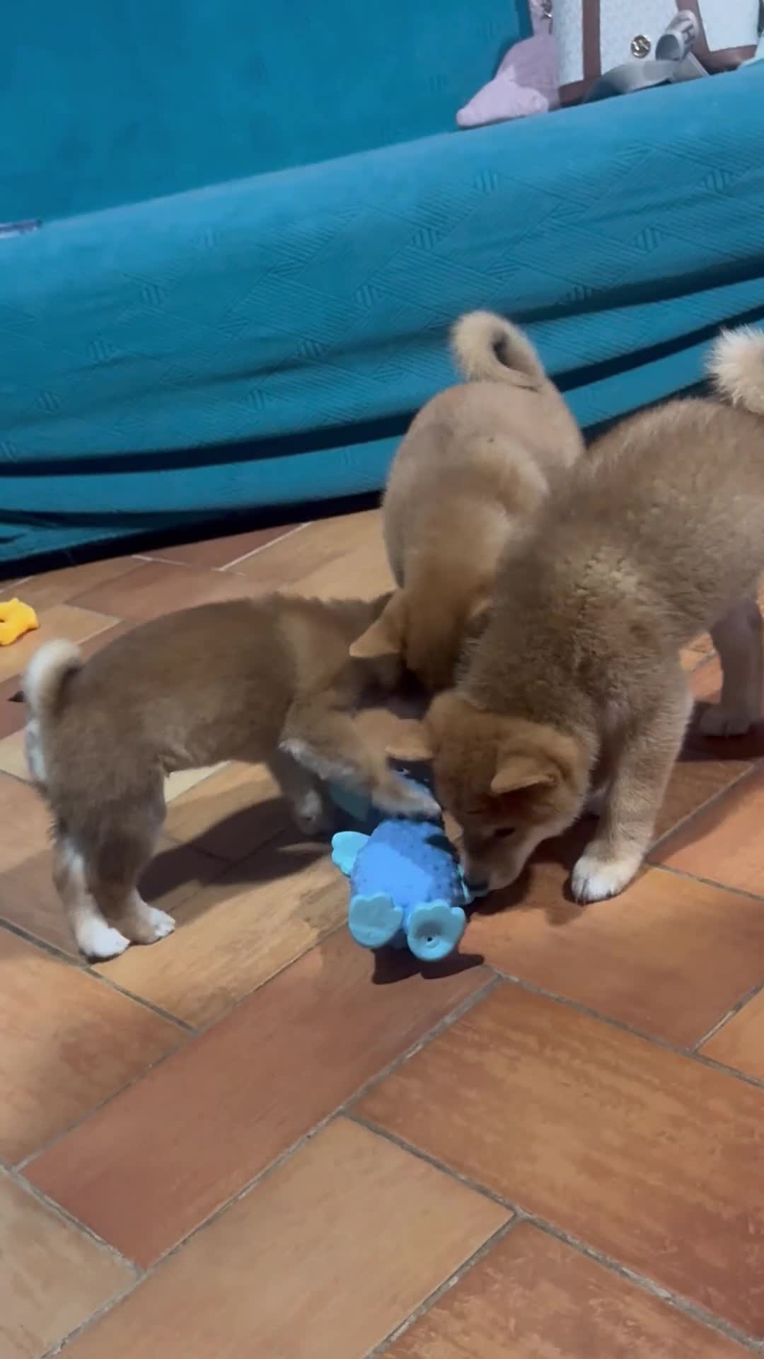 Shiba Inu cani in vendita: VENDITA SHIBA INU  - Video 2