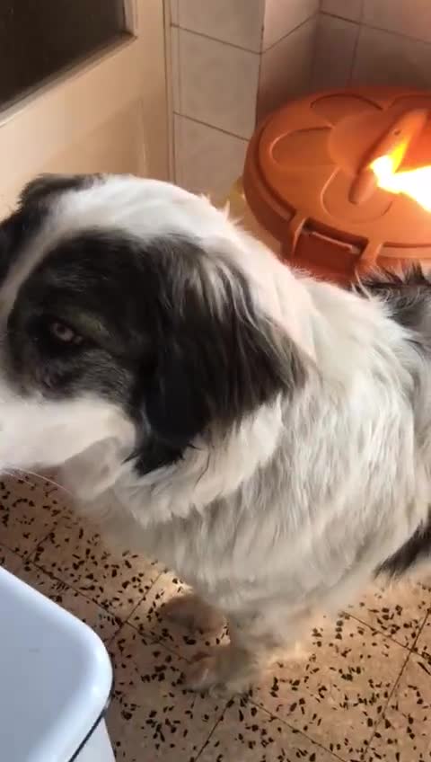 Meticcio cani in regalo: GGG un tenerone! tg grande a Provincia di Bergamo - Video 2