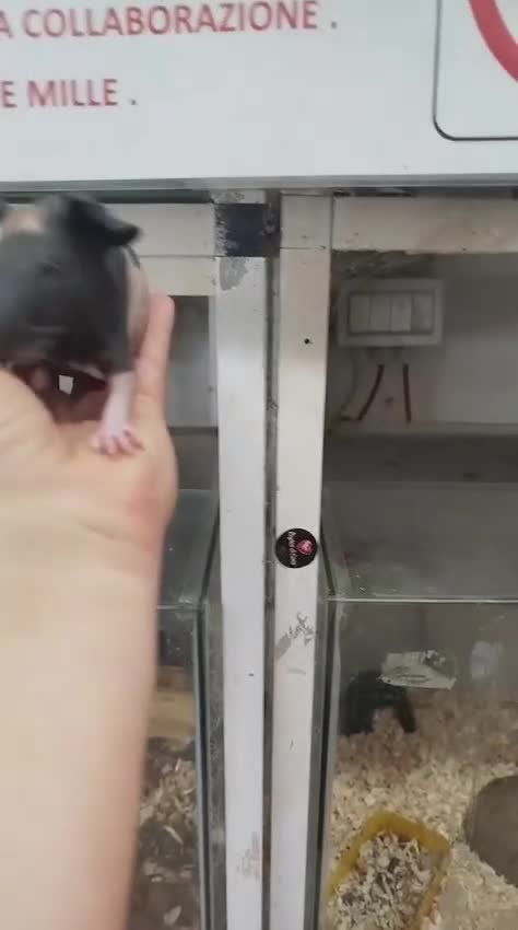 Meticcio cani in vendita: Cavia peruviana skinny  a Città metropolitana di Roma Capitale - Video 2