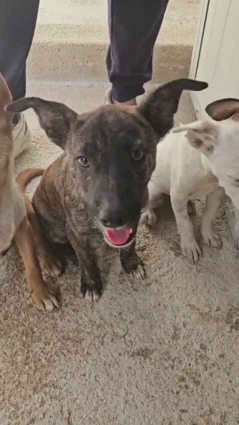 Meticcio cani in regalo: Meringa: 3 mesi taglia contenuta  - Video 1