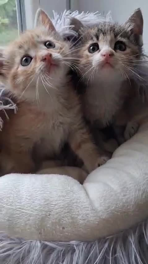 Europeo gatti in regalo: MILLY E MOLLY - Video 1