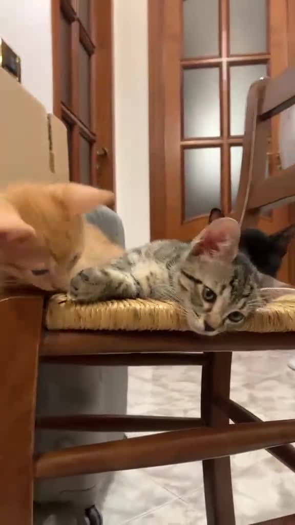 Meticcio gatti in regalo: Piccino, neanche 2 mesi  - Video 1