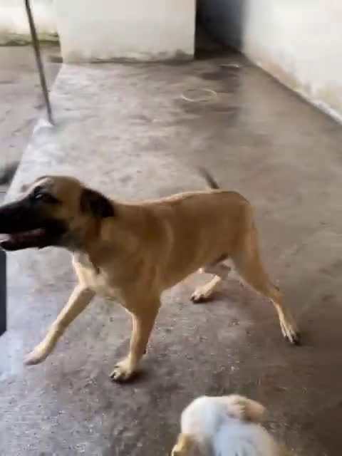 Meticcio cani in regalo: KETCHUP un simpaticone! a Città Metropolitana di Torino - Video 1