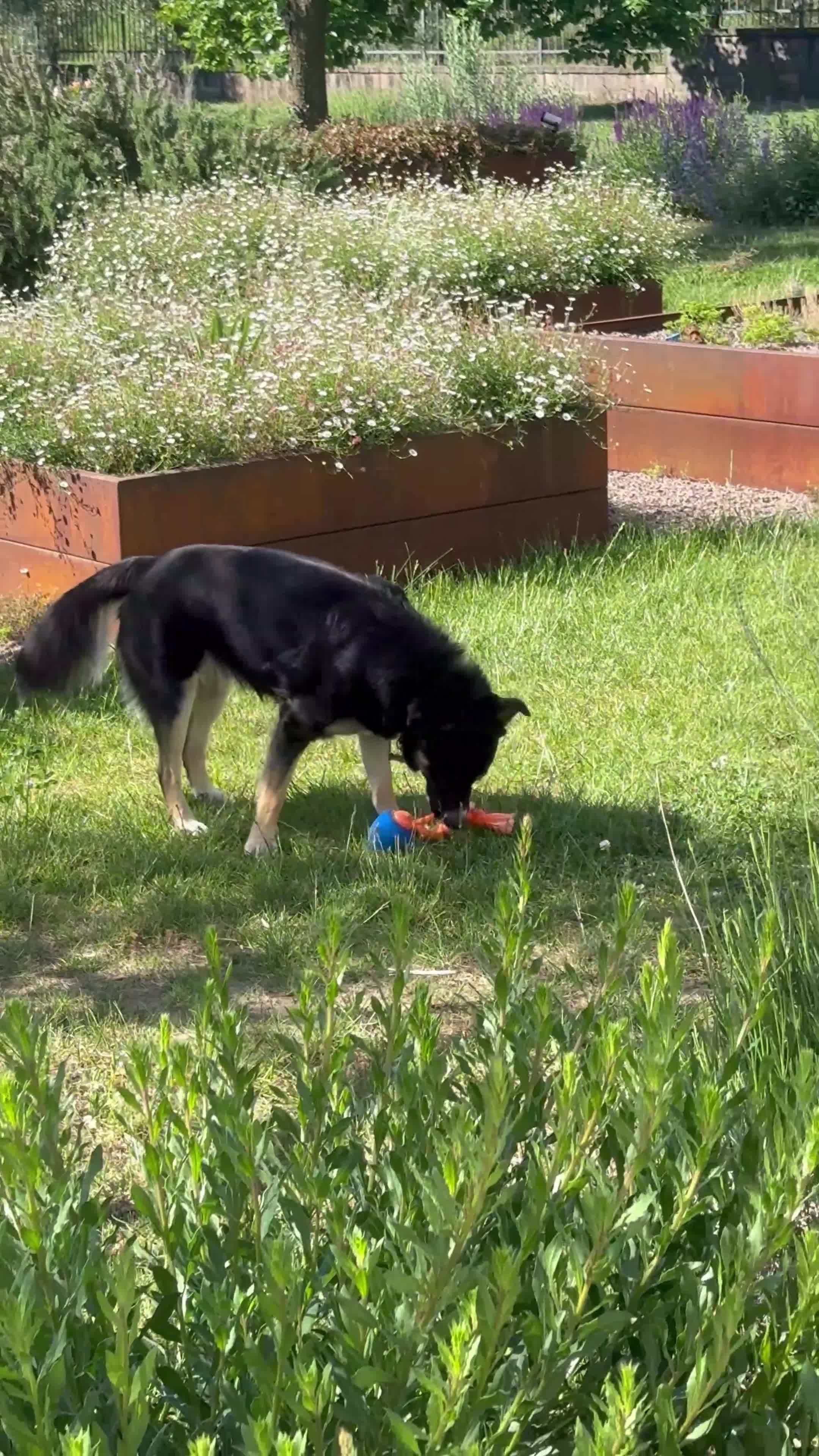 Meticcio cani in regalo: CERCA FAMIGLIA RESPONSABILE PER KEN - Video 1