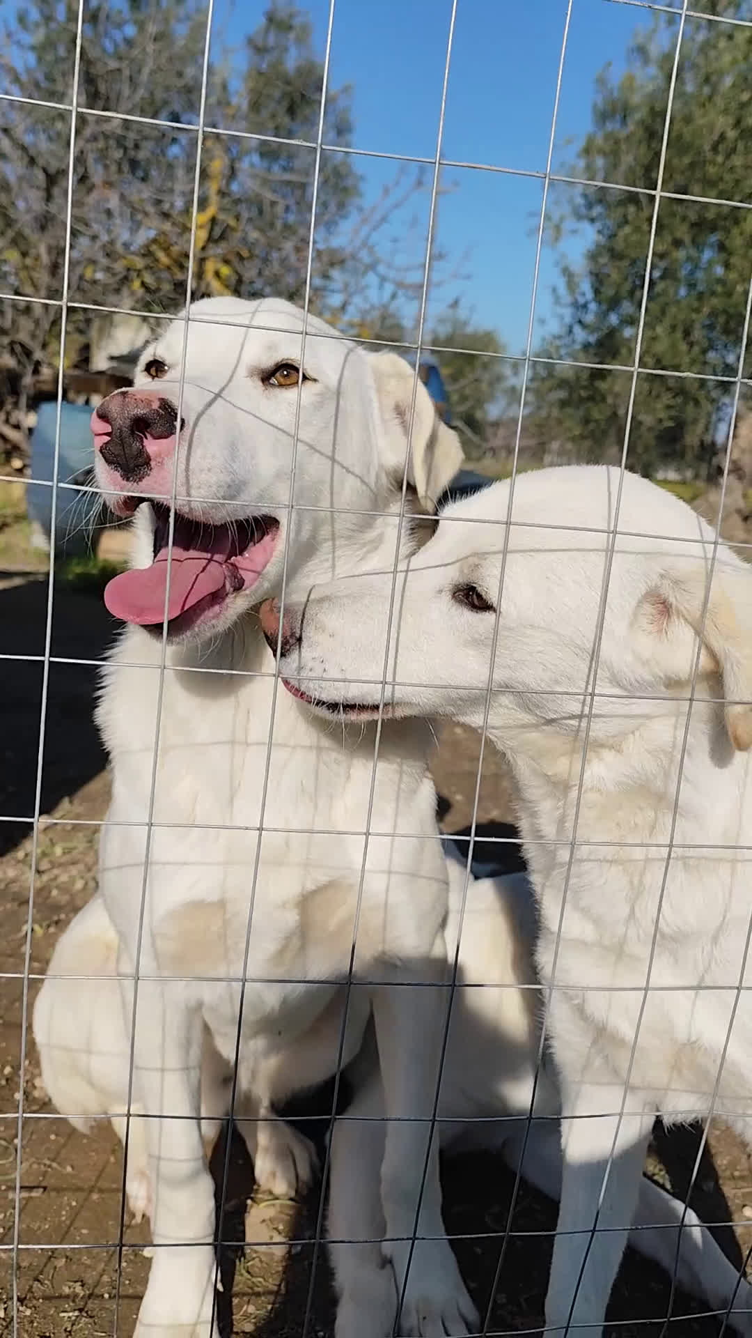 Meticcio cani in regalo: Cuccioli Taglia Media in Regalo - Video 1