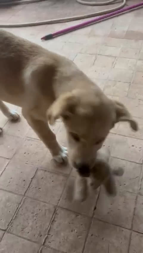 Meticcio cani in regalo: WILSON💙-cucciolo mix pastore dolcissimo.Chiamate! - Video 1