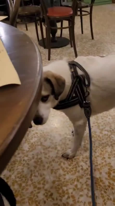 Meticcio cani in regalo: Splendida meticcia TWITTY a Città metropolitana di Milano - Video 1