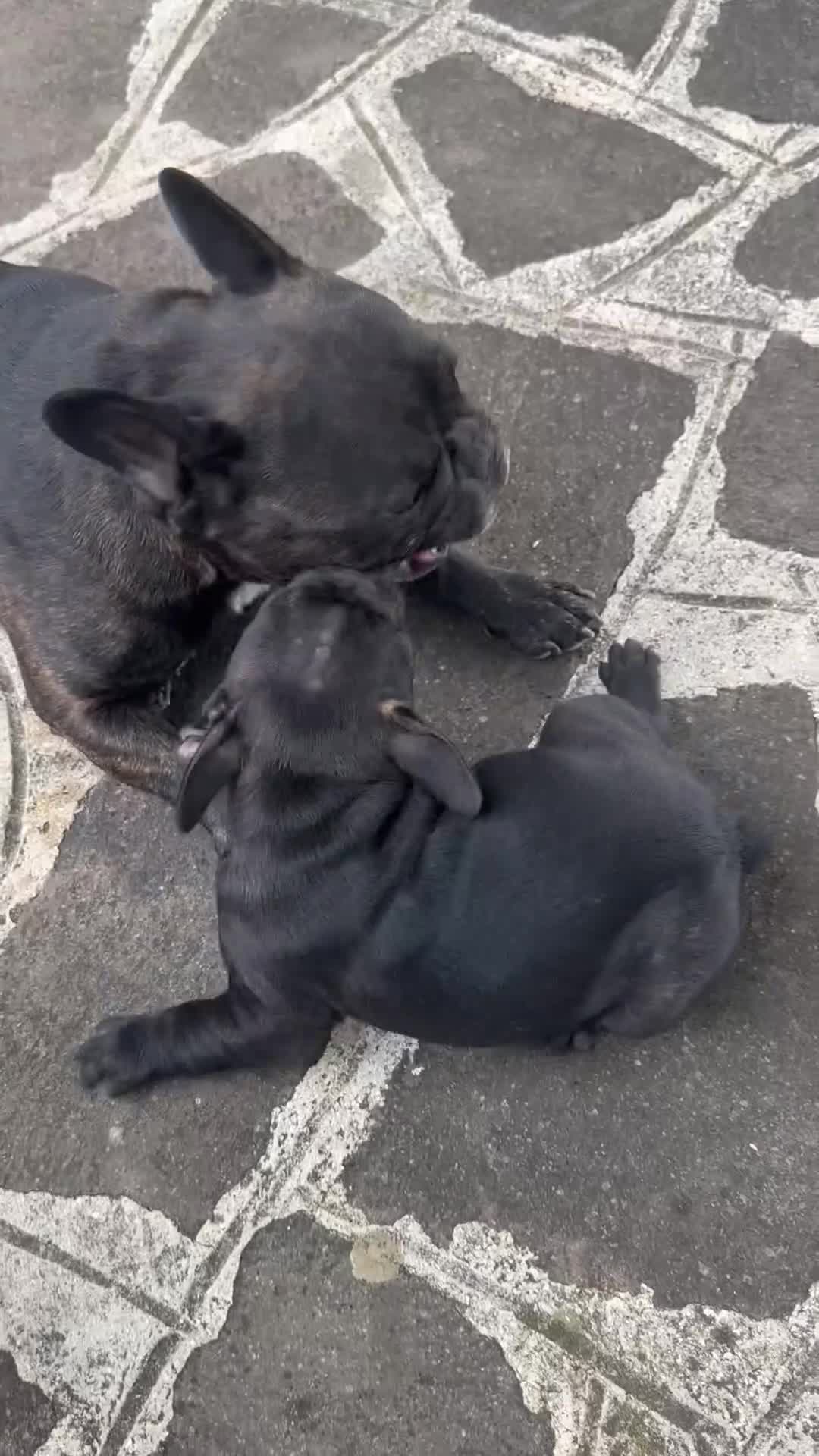 Bulldog Francese cani in vendita: bulldog francese  - Video 1