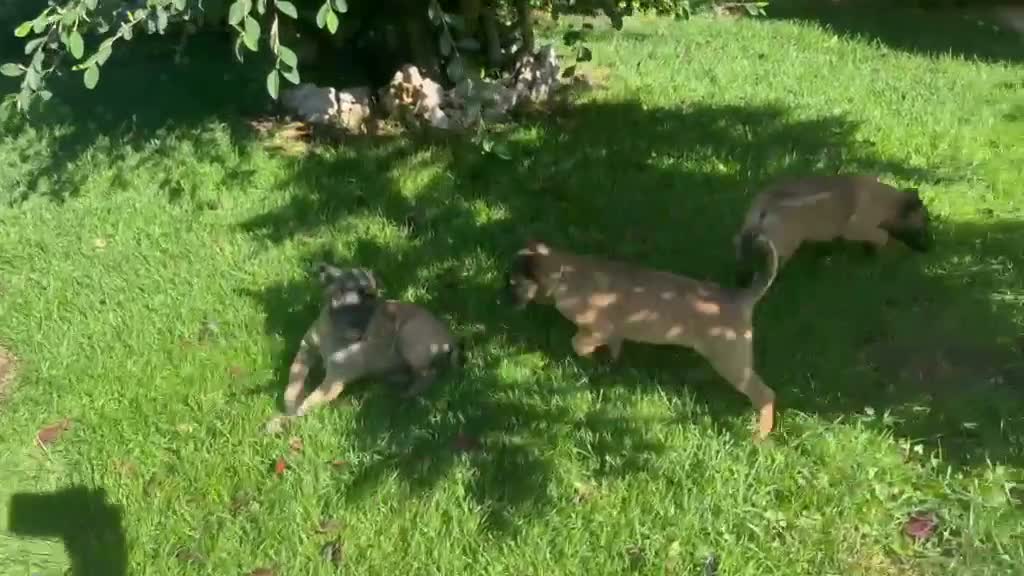 Pastore Belga cani in vendita: Femmine Pastore Belga Malinois - Video 4