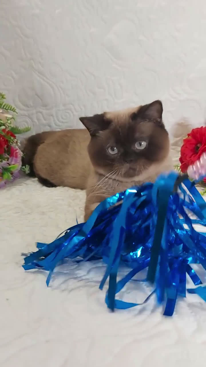 Scottish gatti in vendita: Scottish Fold/Straight  e British  a Città Metropolitana di Torino - Video 4