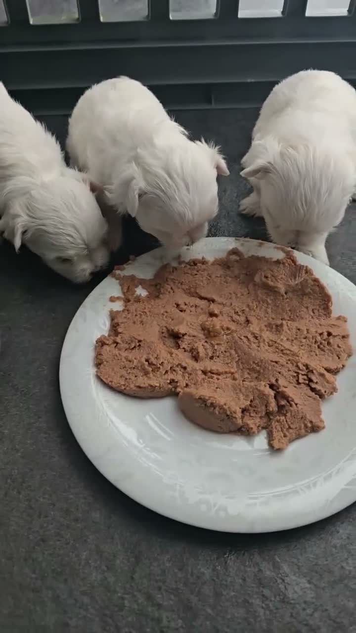 Maltese cani in vendita: Cucciolo maschietto maltese  - Video 1