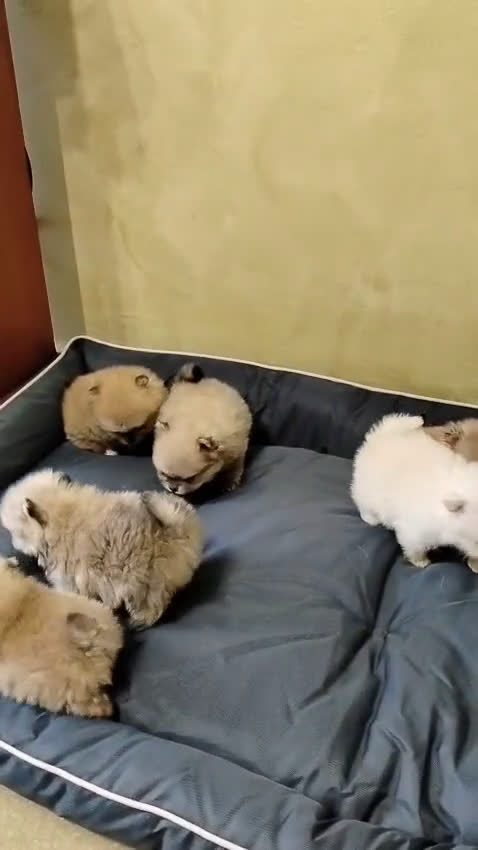 Volpino Pomerania cani in vendita: Volpini di pomerania toy  - Video 1