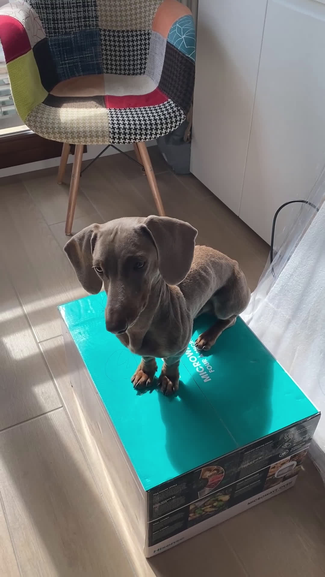 Bassotto cani per accoppiamento: Bassotto nano blue disponibile per monta.  - Video 1