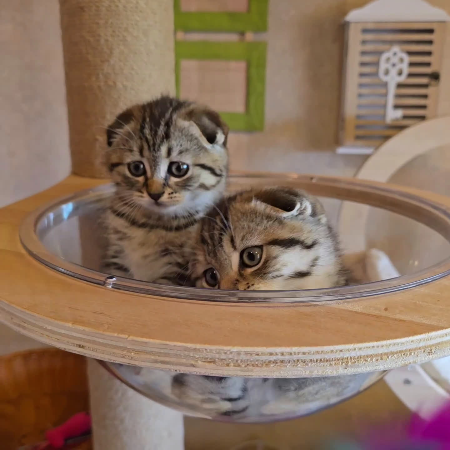 Scottish gatti in vendita: Cuccioli scottish fold e straight  a Provincia di Vicenza - Video 3