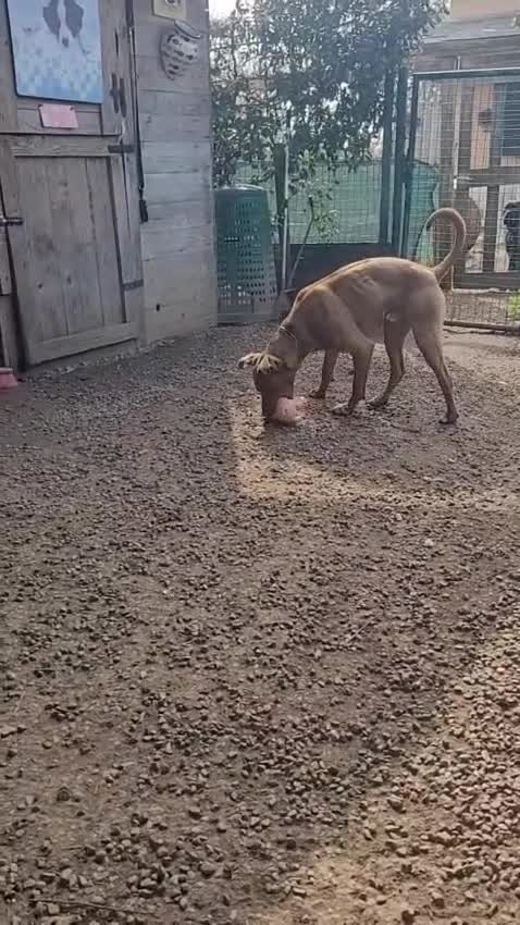 Pitbull cani in regalo: Zoro, splendido Pitbull Red Nose - Video 1