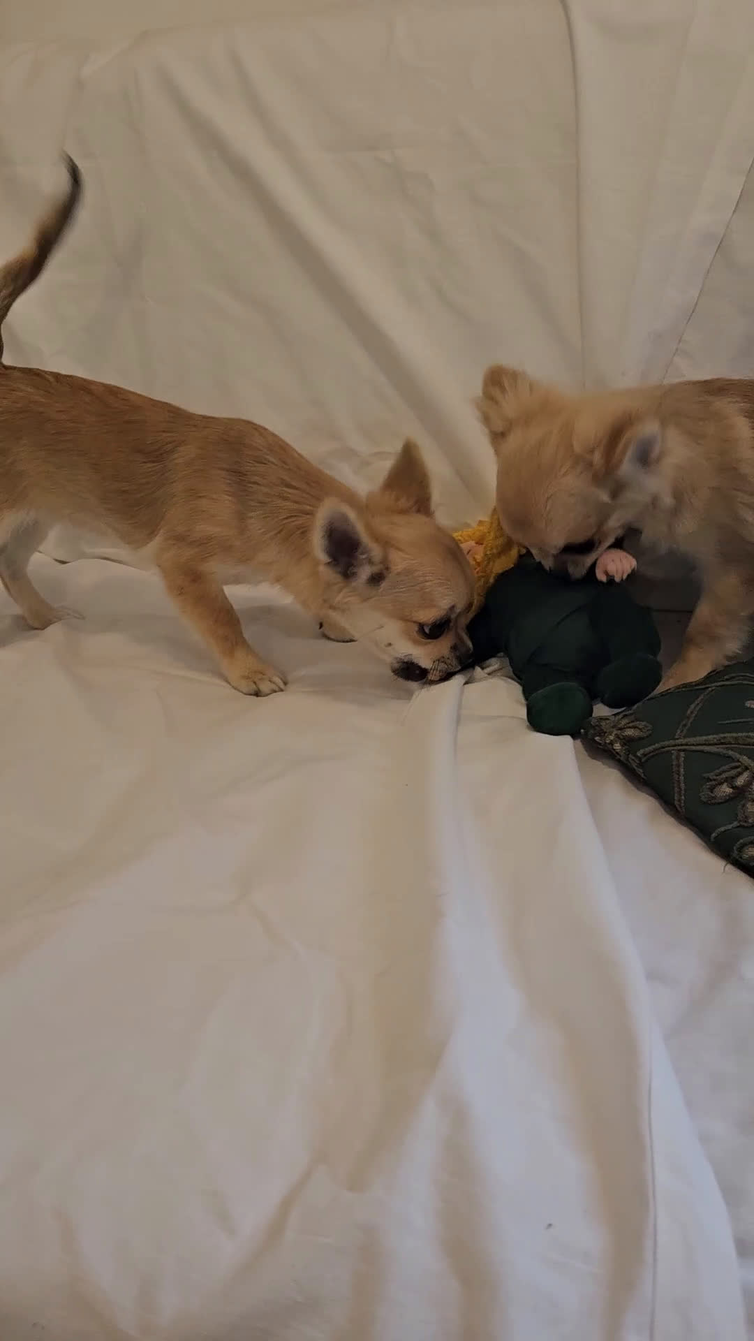 Chihuahua cani in vendita: Chihuahua maschio a pelo lungo con Pedegree Enci  - Video 4