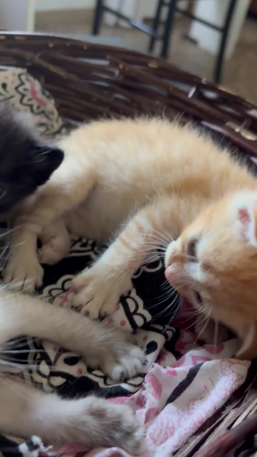 Meticcio gatti in regalo: Regalo 6 gattini - Video 2