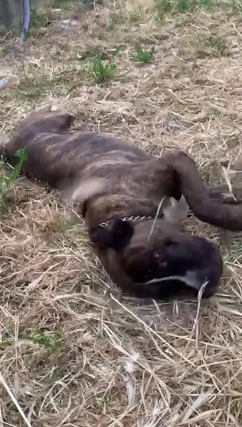 Meticcio cani in regalo: Una famiglia per Ronny - Video 4