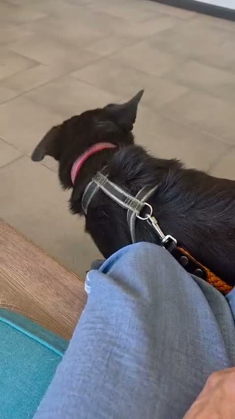 Meticcio cani in regalo: Windy, splendida ed equilibrata simil labrador - Video 2