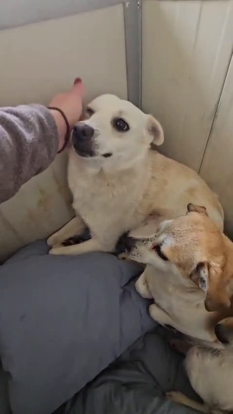 Meticcio cani in regalo: Dixie: 6 kg, 4 anni. Timida ma dolce - Video 1