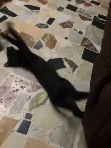 Altre razze gatti in regalo: Regalo gattini - Video 2