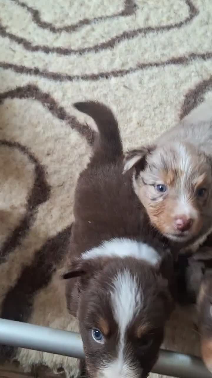 Australian Shepherd cani in vendita: pastore australiano aussie cuccioli - Video 4