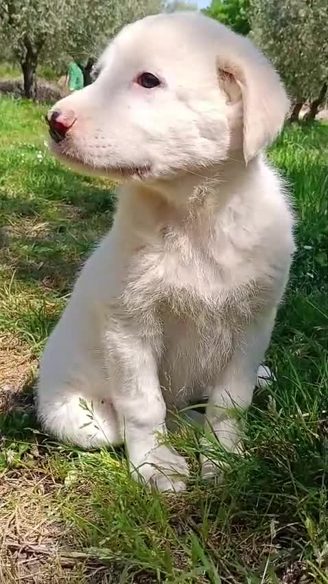 Meticcio cani in regalo: Cuccioli meticci taglia medio abbondante  - Video 5