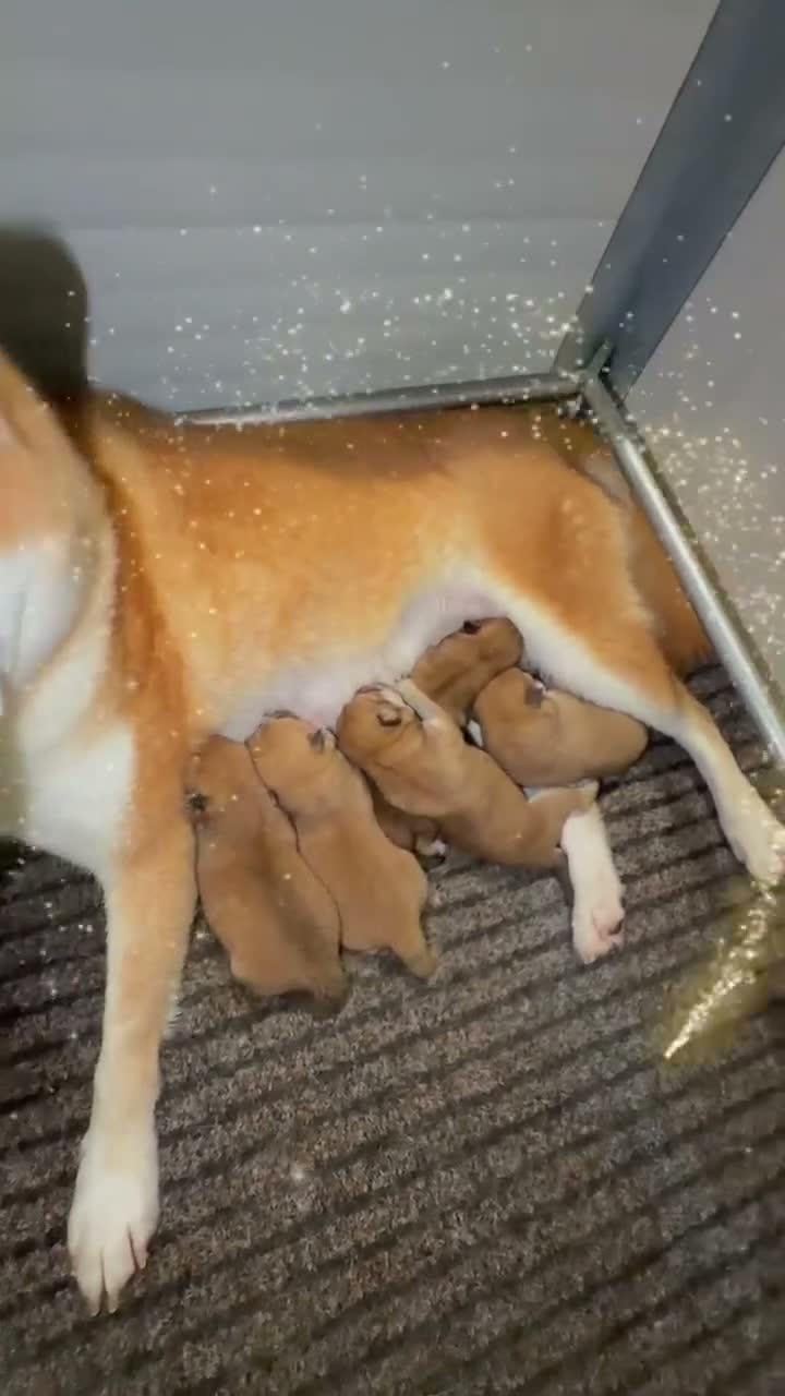 Shiba Inu cani in vendita: Cuccioli Shiba Inu con Pedigree - Video 1