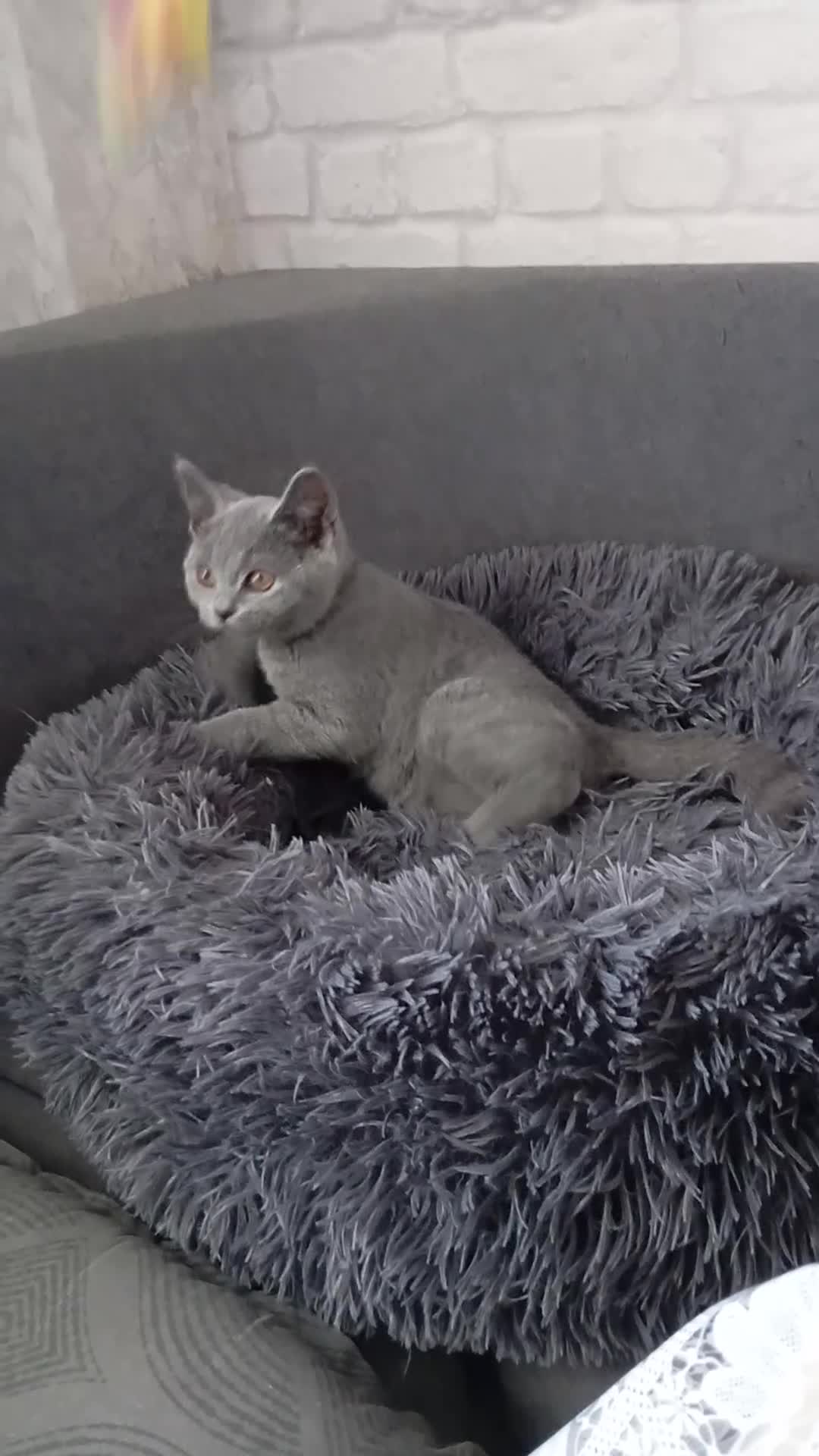 British gatti in vendita: British shorhair cuccioli  - Video 1